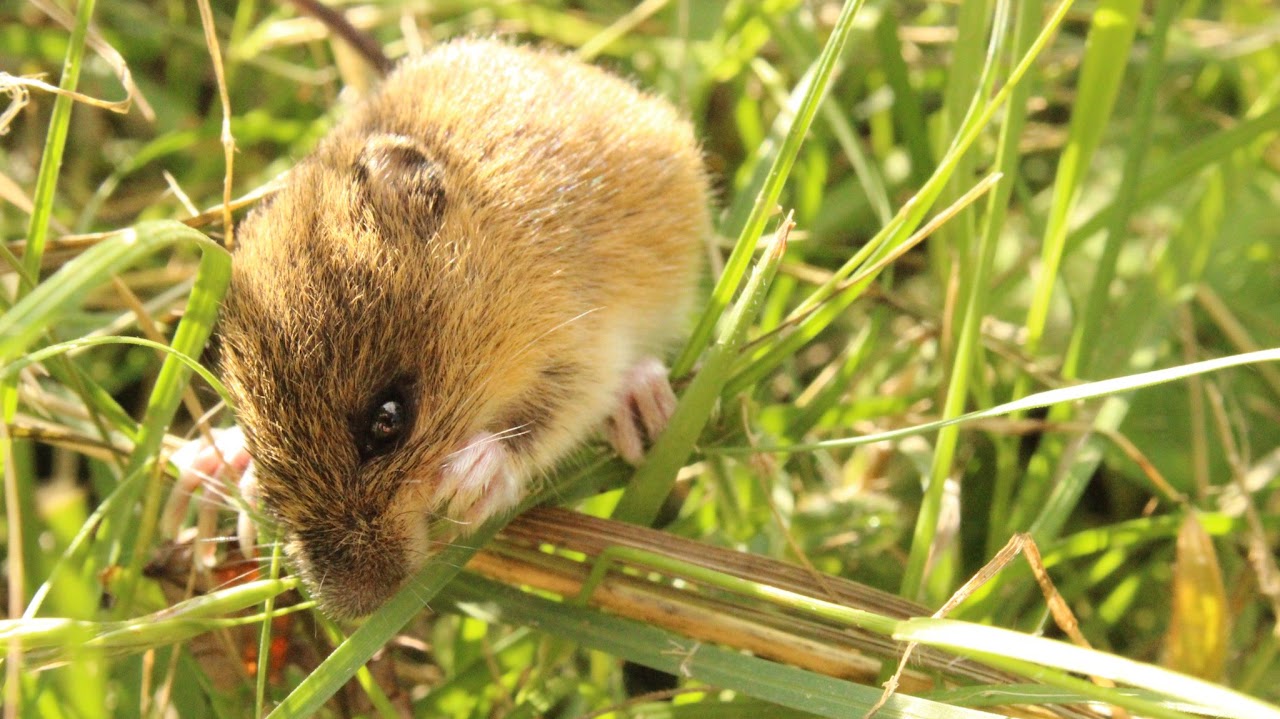 Mouse in the grass