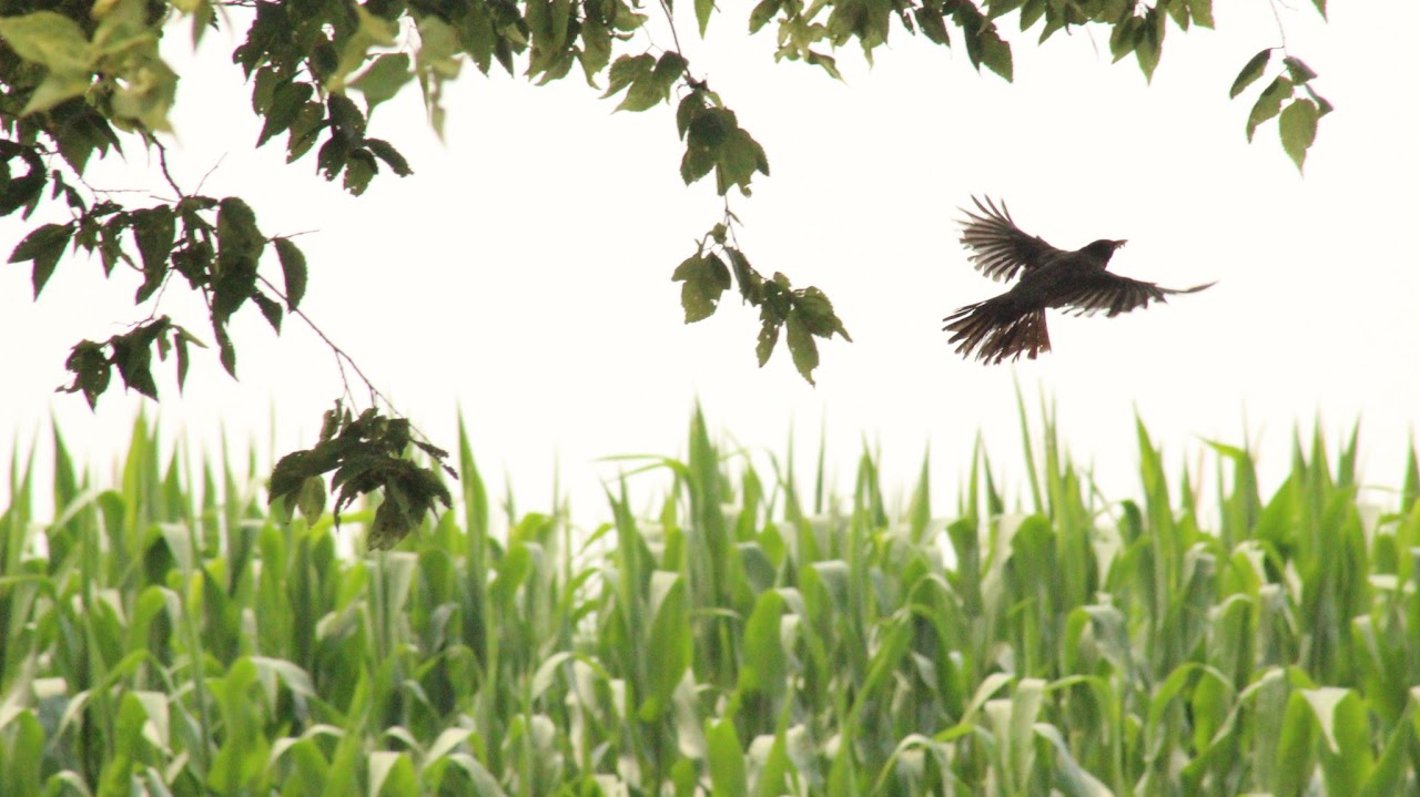 Bird in flight