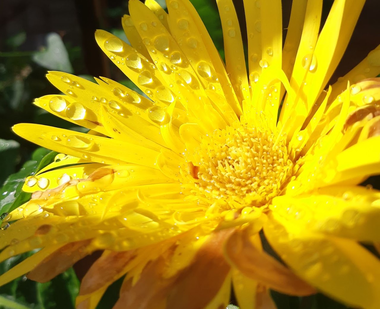 Water droplets on a Yellow flower
