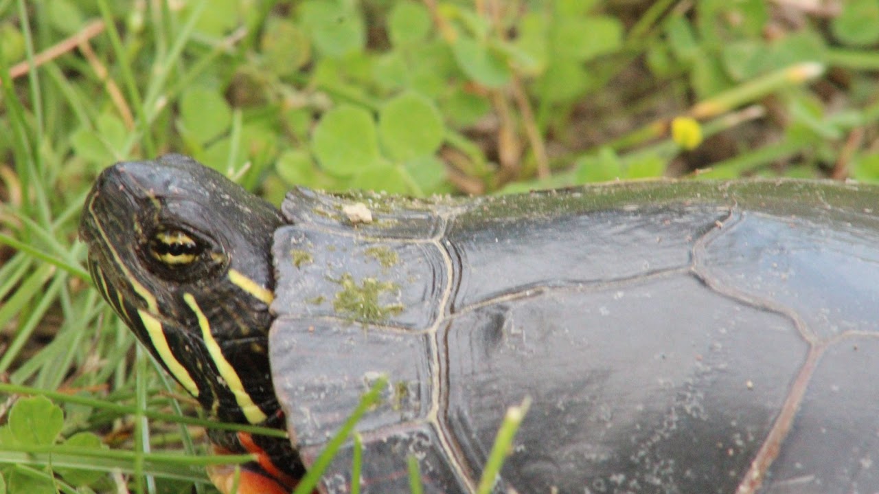 A close-up image of a turtle in grass